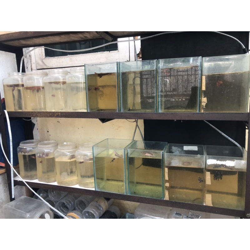 1 pcs betta hmpk