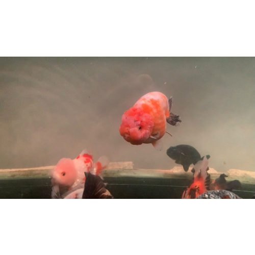 Goldfish Ranchu