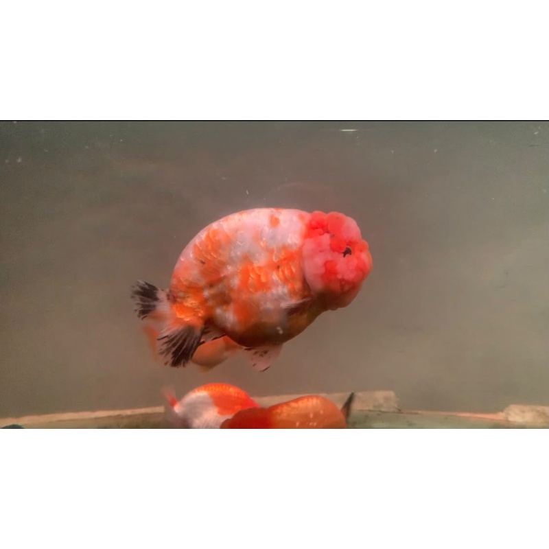 Goldfish Ranchu
