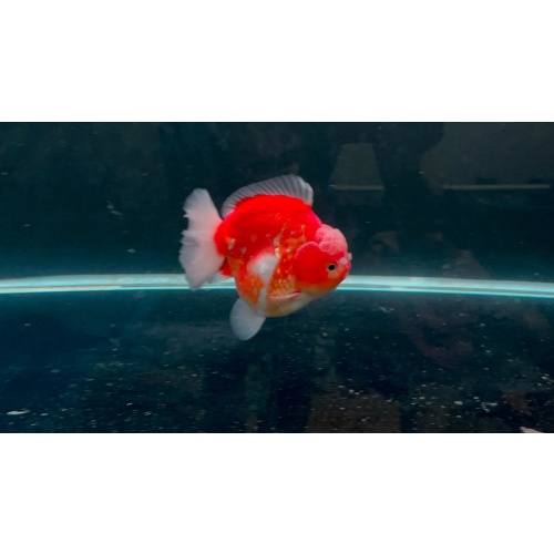 oranda short tail