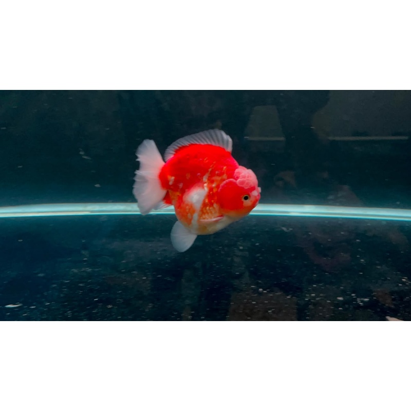 oranda short tail