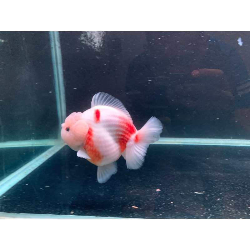 oranda short tail