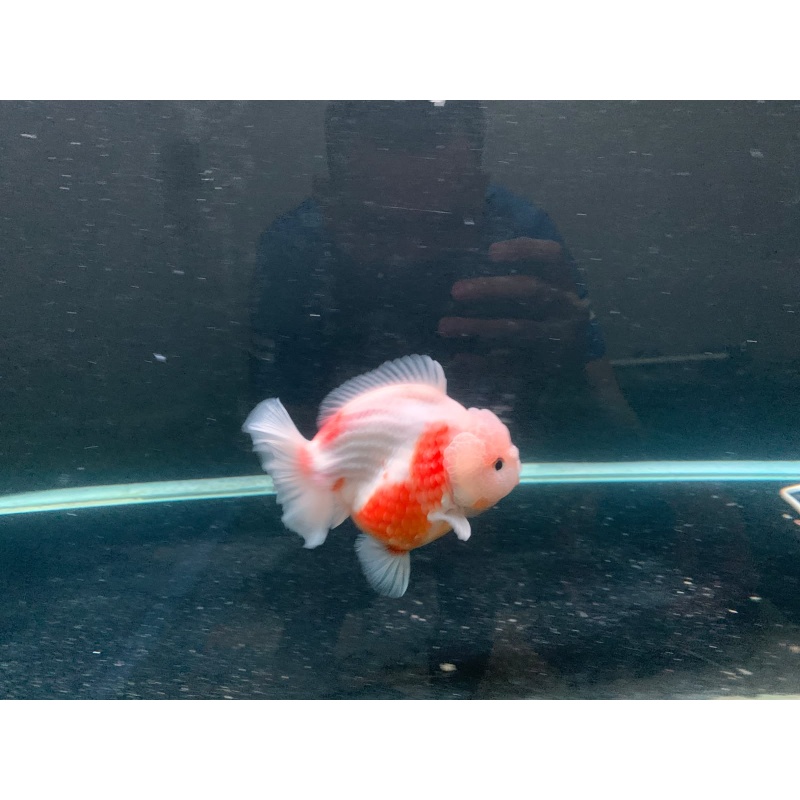 oranda short tail