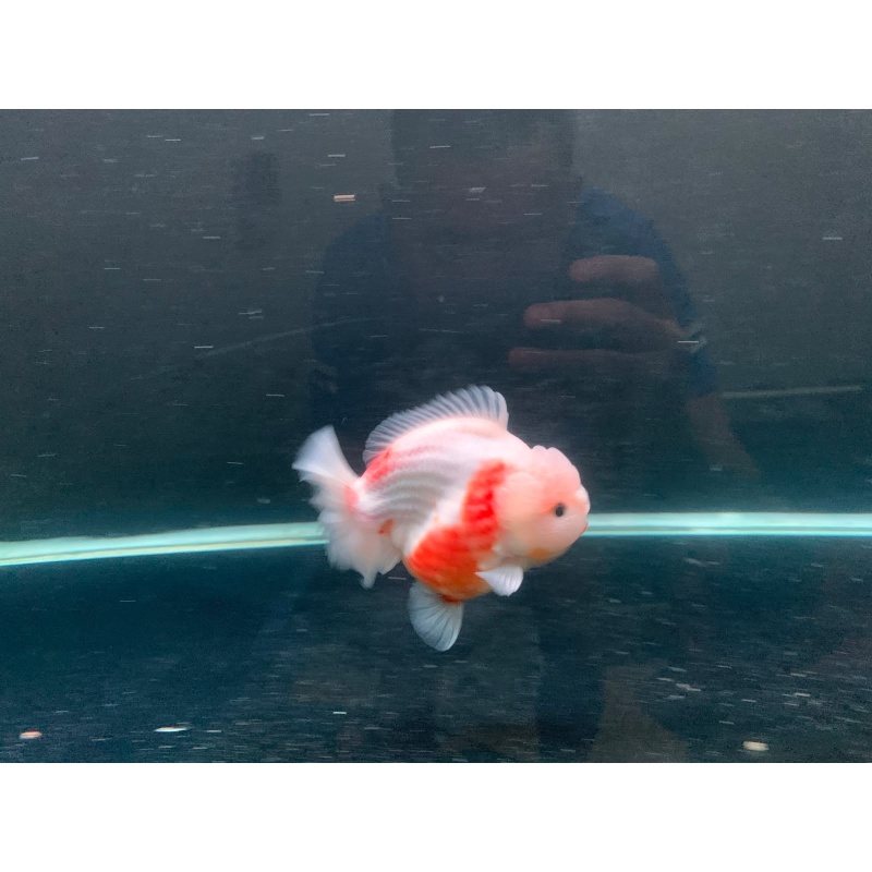oranda short tail