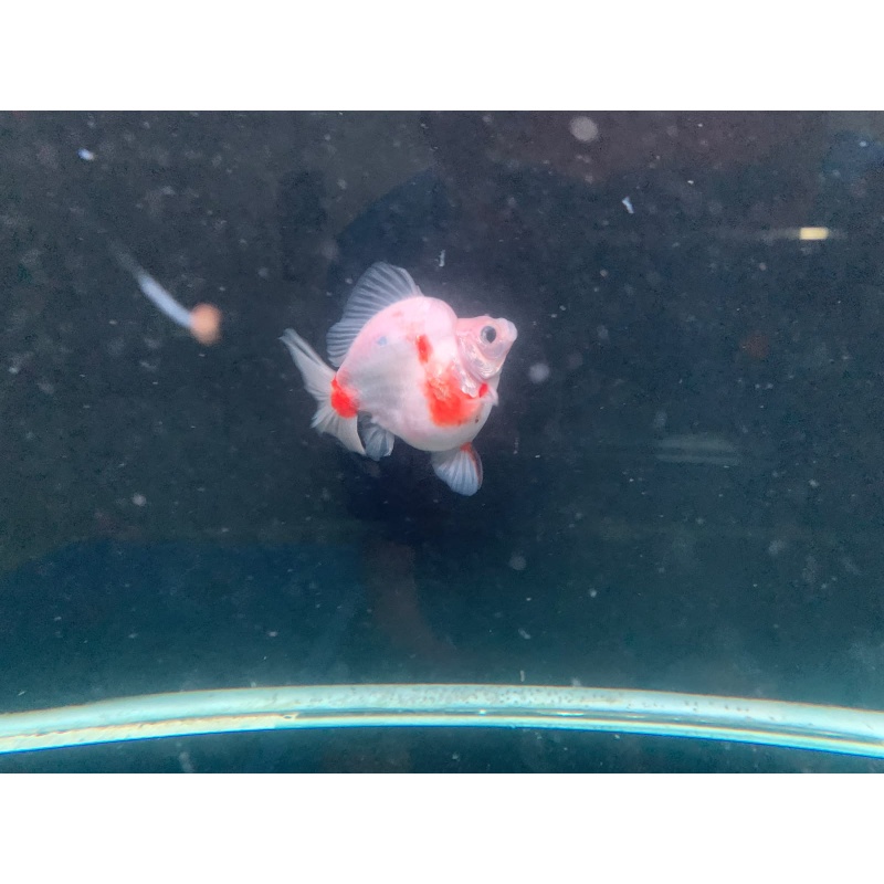 ryukin goldfish
