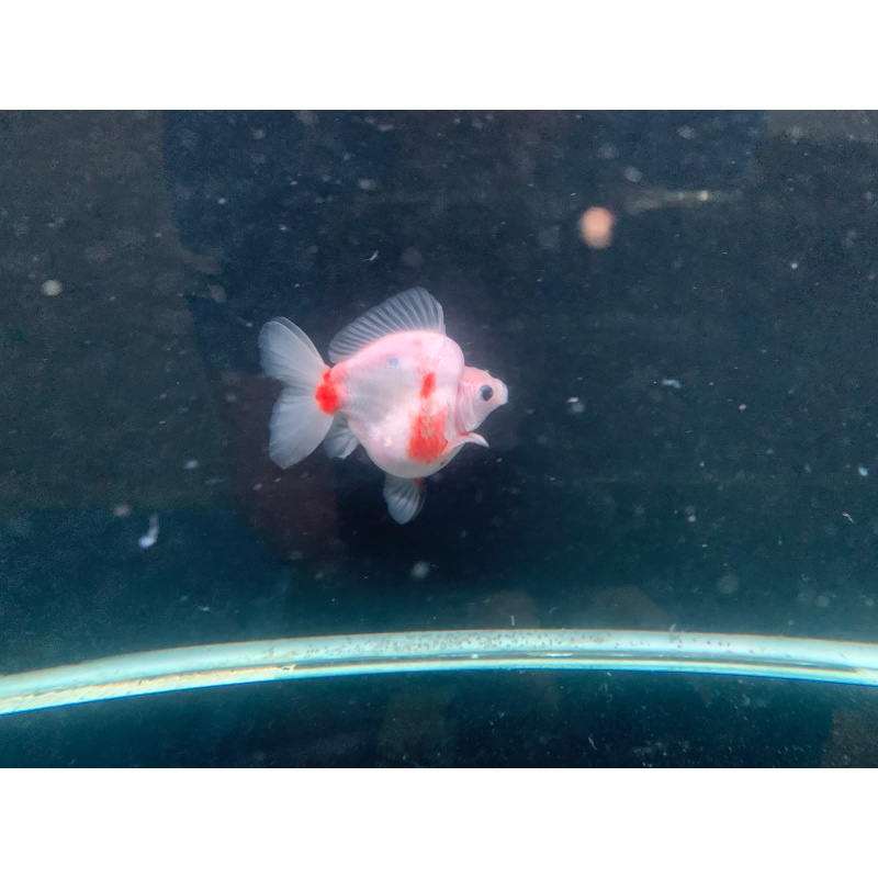 ryukin goldfish