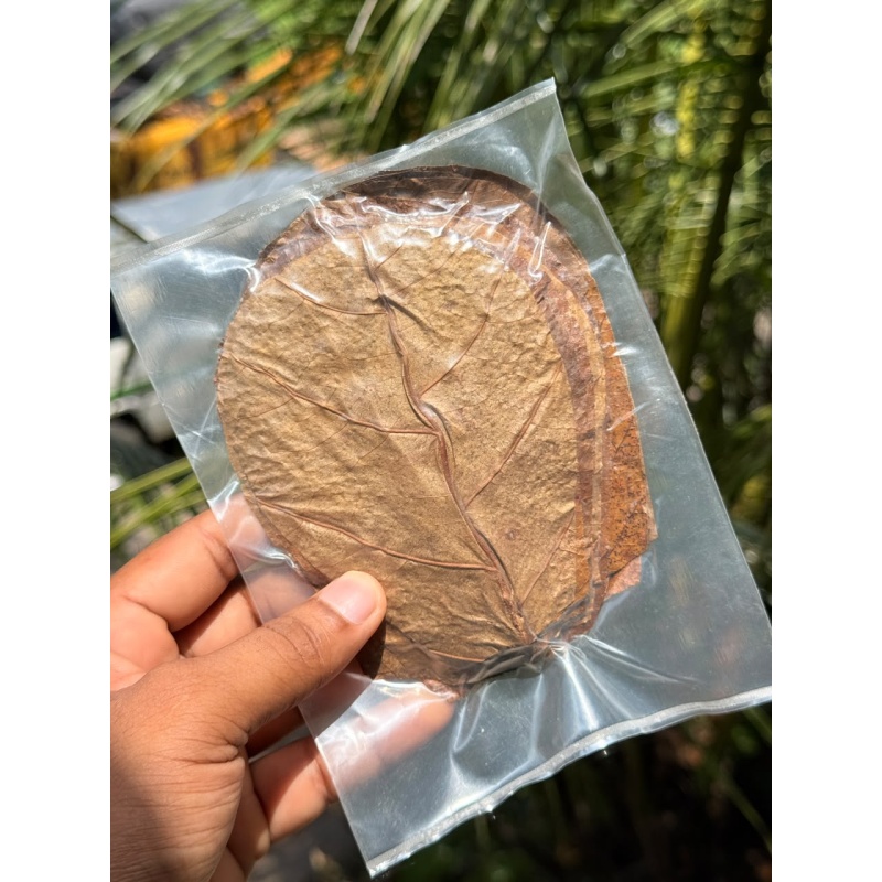 30Pcs almond leaves 5''inch catappa indian ketapang leaf grade A+  for Shrimp betta fish aquarium