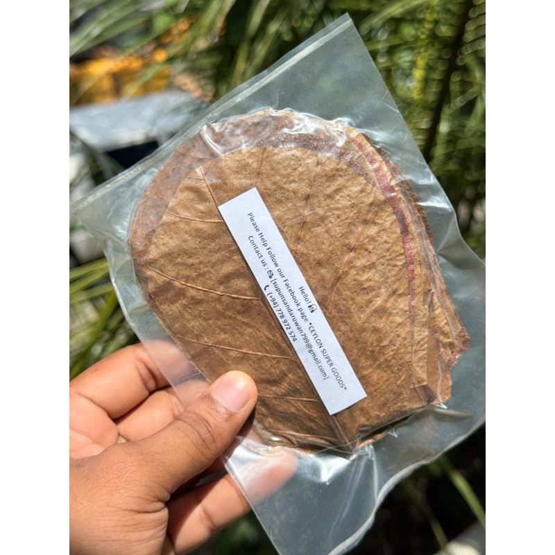 30Pcs almond leaves 5''inch catappa indian ketapang leaf grade A+  for Shrimp betta fish aquarium
