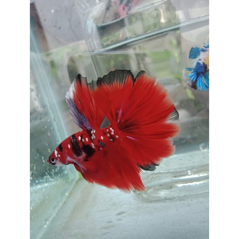 RED KOI HALFMOON