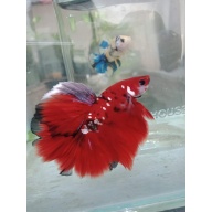 CLASSIC RED KOI ROSETAIL