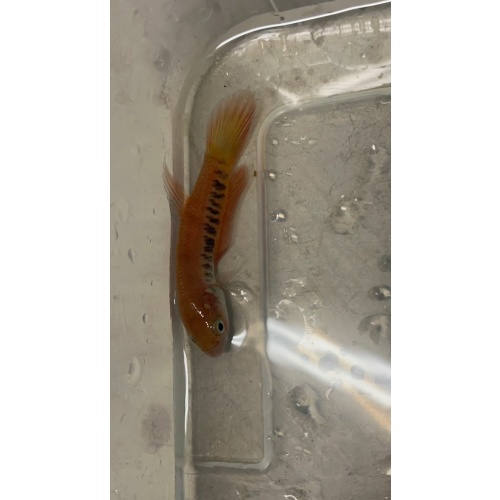 Betta Patoti pair