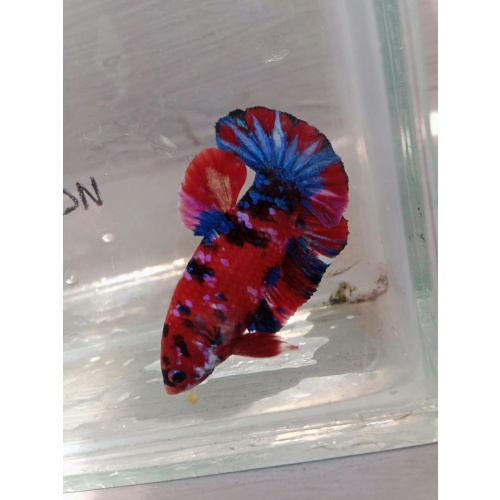 CLASSIC RED KOI