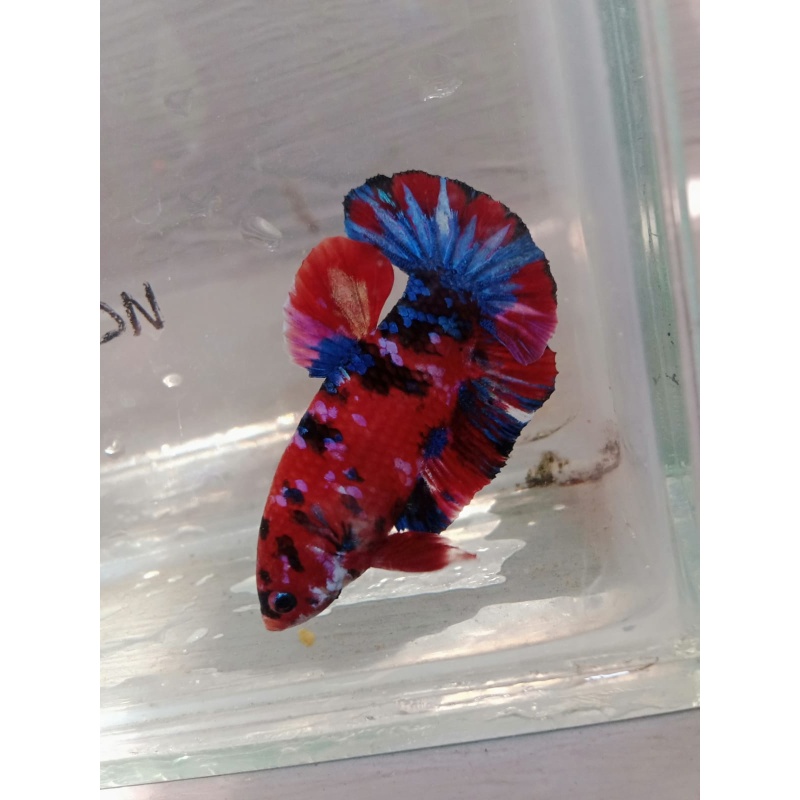 CLASSIC RED KOI