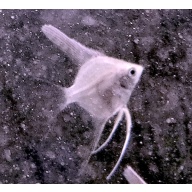 6 White Angelfish, QUARTER SIZE!