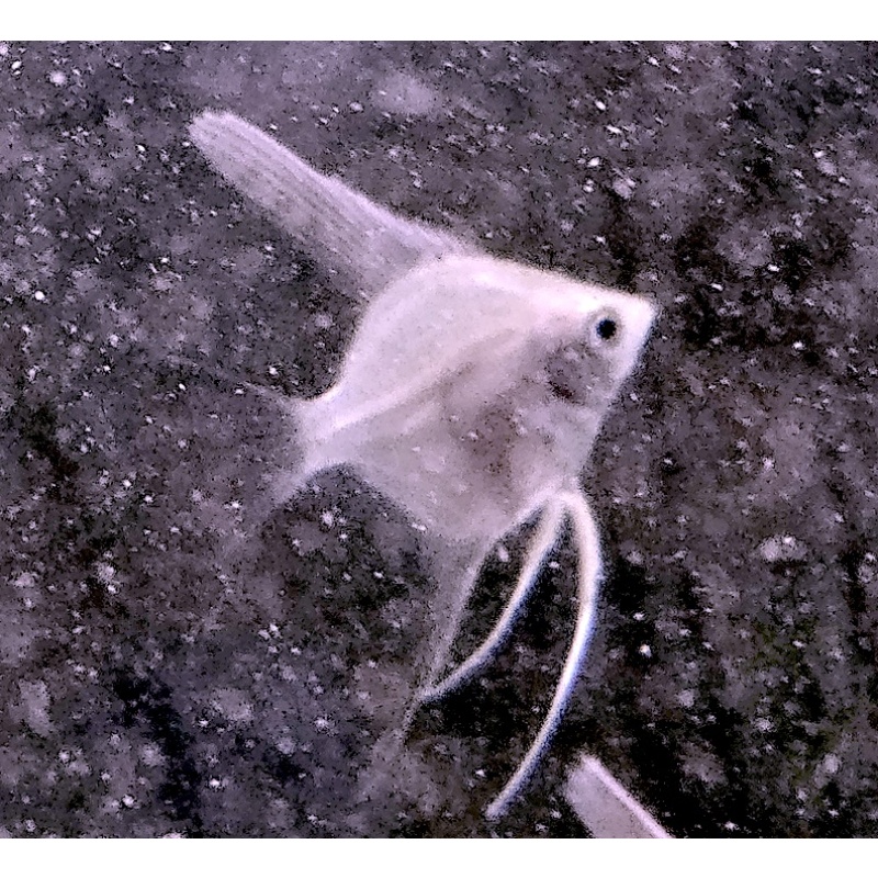 6 White Angelfish, QUARTER SIZE!