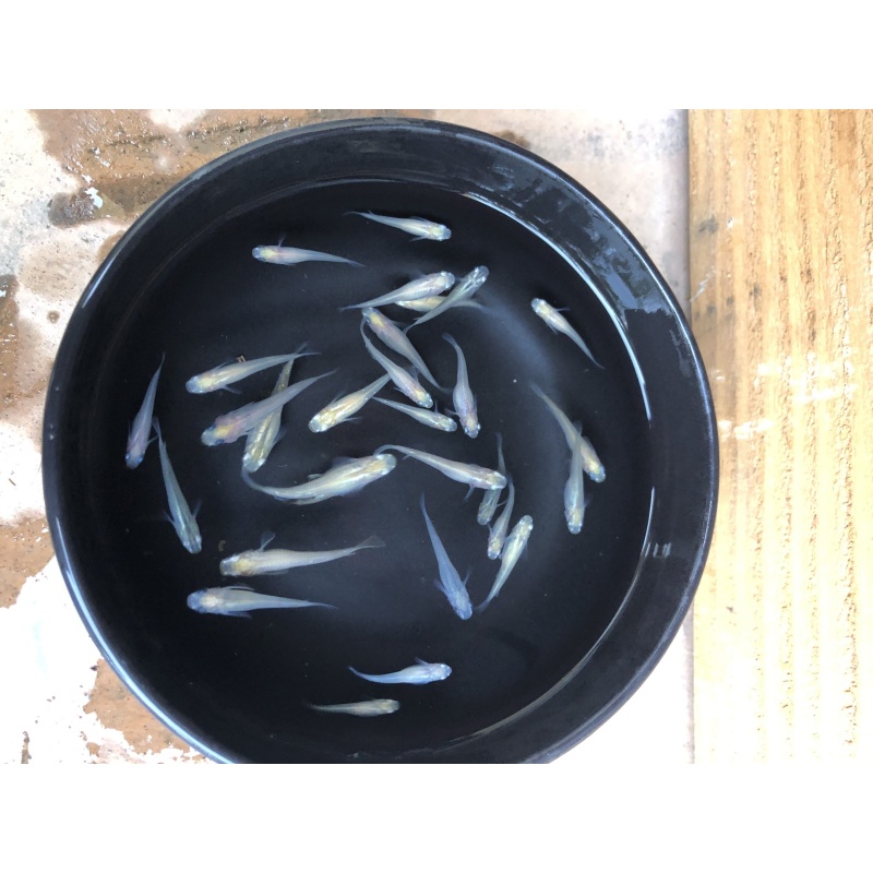 (8) Pearl Galaxy Medaka (White Japanese Ricefish)
