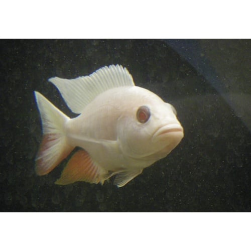**Albino Electric Blue (S. Fryeri) aka White Knights