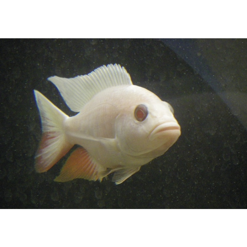 **Albino Electric Blue (S. Fryeri) aka White Knights