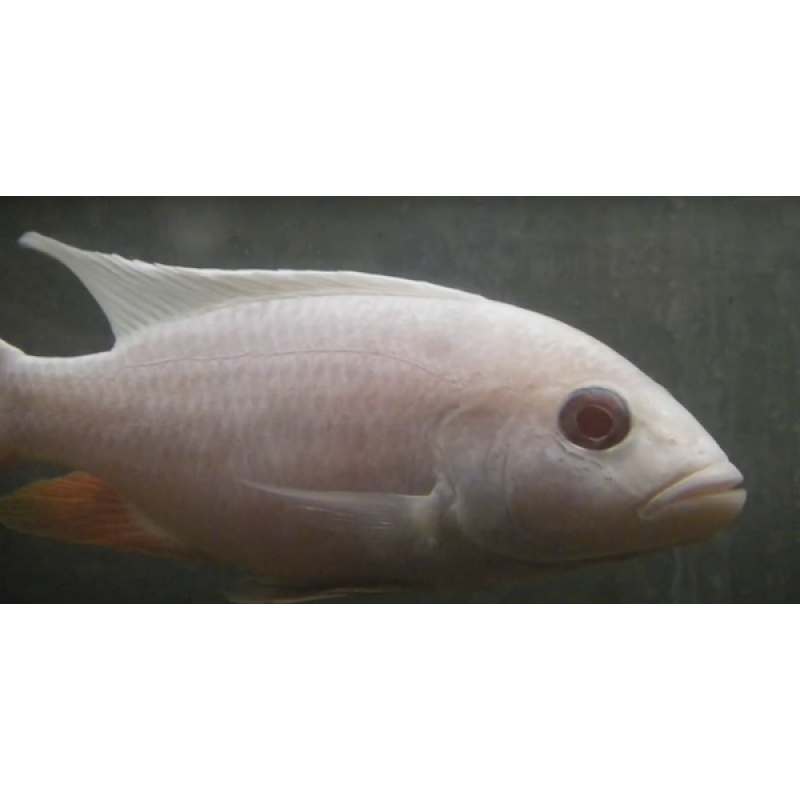 **Albino Electric Blue (S. Fryeri) aka White Knights