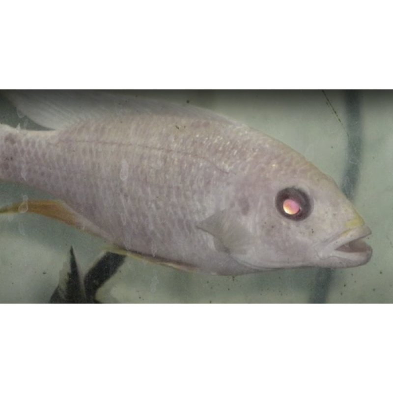 **Albino Electric Blue (S. Fryeri) aka White Knights
