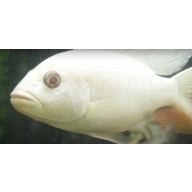 **Albino Electric Blue (S. Fryeri) aka White Knights