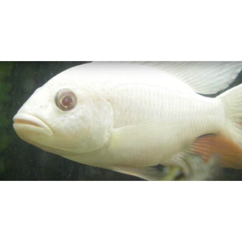 **Albino Electric Blue (S. Fryeri) aka White Knights