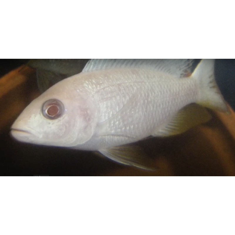 **Albino Electric Blue (S. Fryeri) aka White Knights