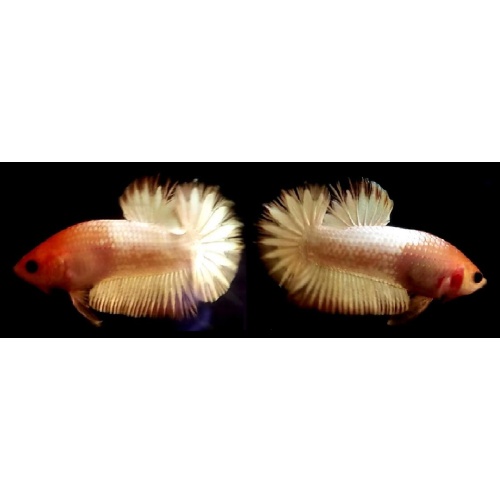 WHITE SCALE COPPER!! #1 (Shipping Cost Included on Price)