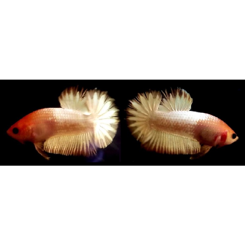 WHITE SCALE COPPER!! #1 (Shipping Cost Included on Price)