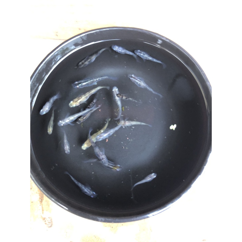 (4) Groups of (10) Medaka fish