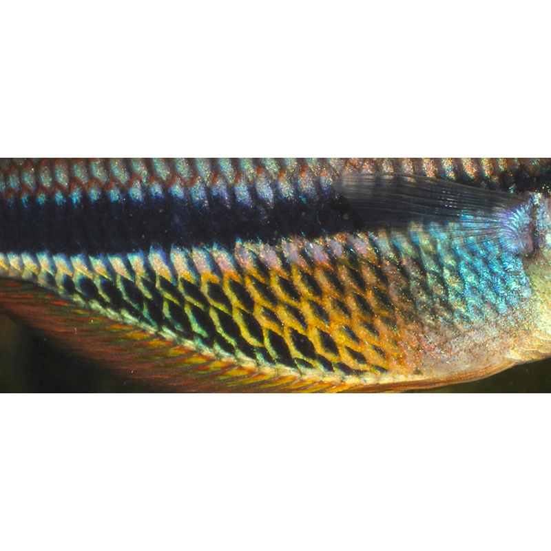 8 juvenile Melanotaenia etnaensis, super rare