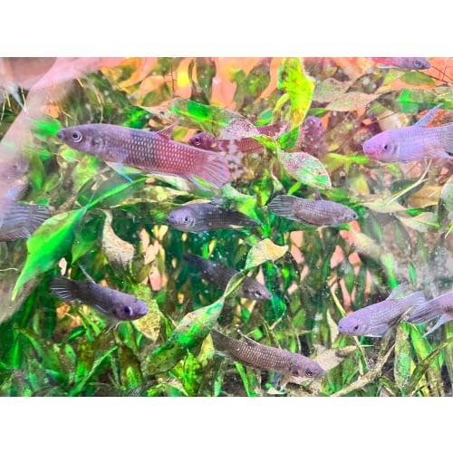 Six MALE F1 Betta cf pugnax Hulu Langat
