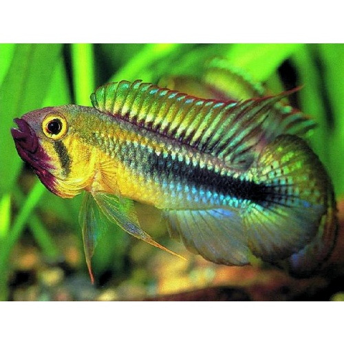 PAIR of Apistogramma "Wilhelmi" Abacaxis very rare