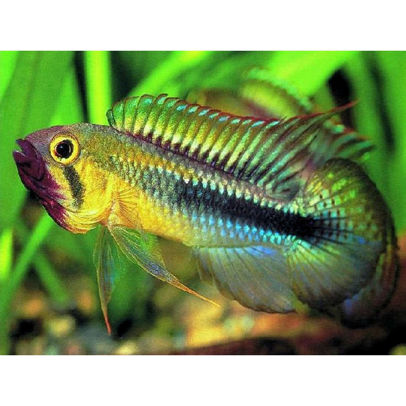 PAIR of Apistogramma "Wilhelmi" Abacaxis very rare