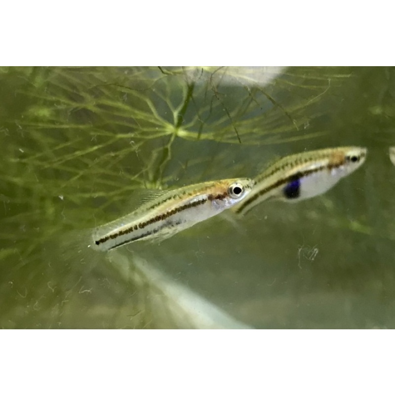 Xiphophorus continens Rio Ojo Frio, El Quince