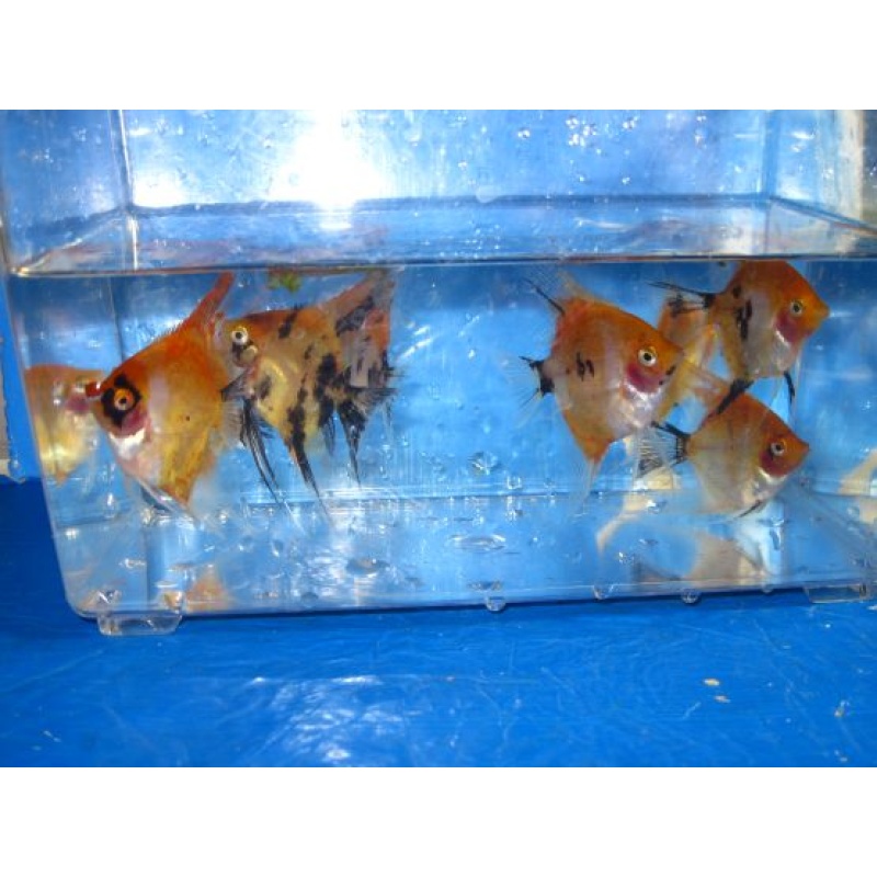 8 KOI ANGELFISH !!!!!!!!!