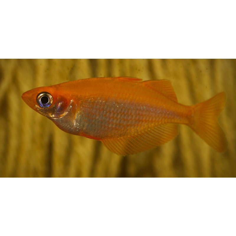 8 juvenile F2 generation Glossolepis multisquamata
