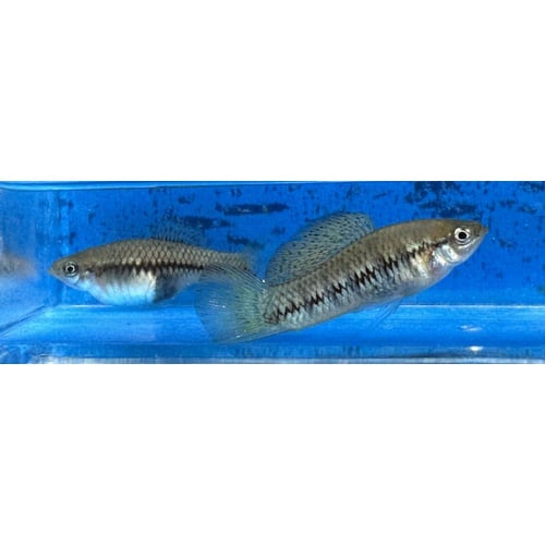 X. birchmanni Rio Coacuilco