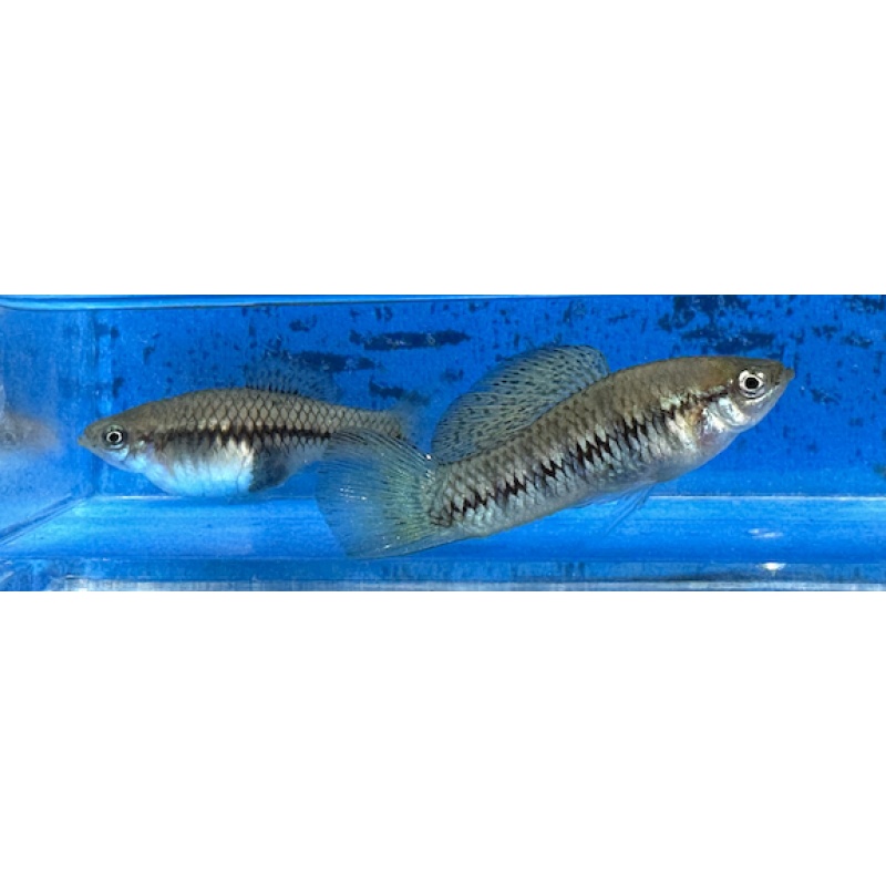 X. birchmanni Rio Coacuilco