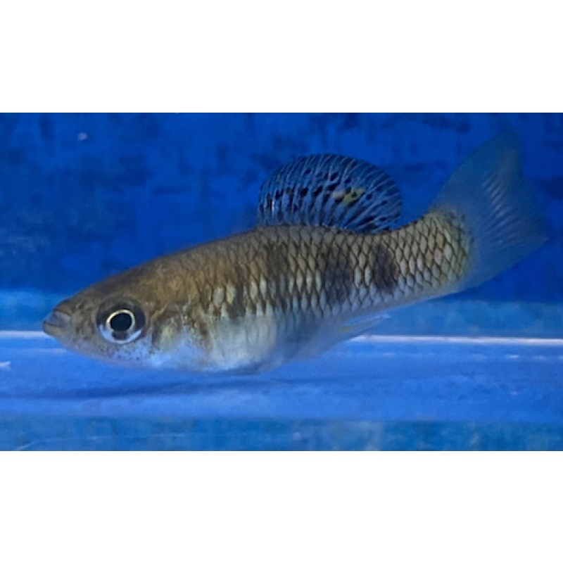 X. birchmanni rio coacuilco
