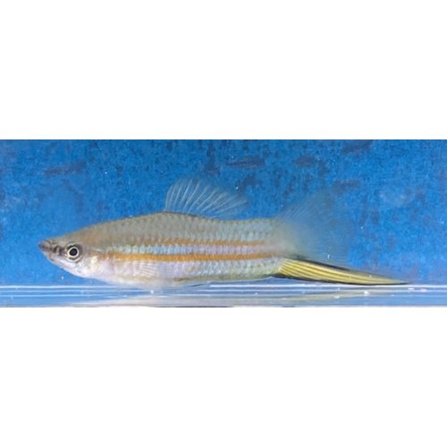 X. clemenciae