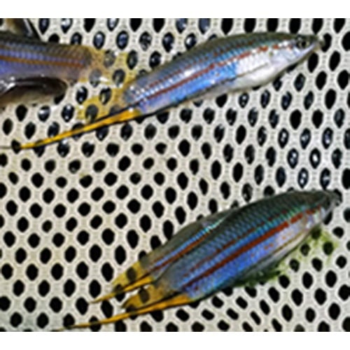Xiphophorus clemenciae, Puente Chin Luis   7 juvs