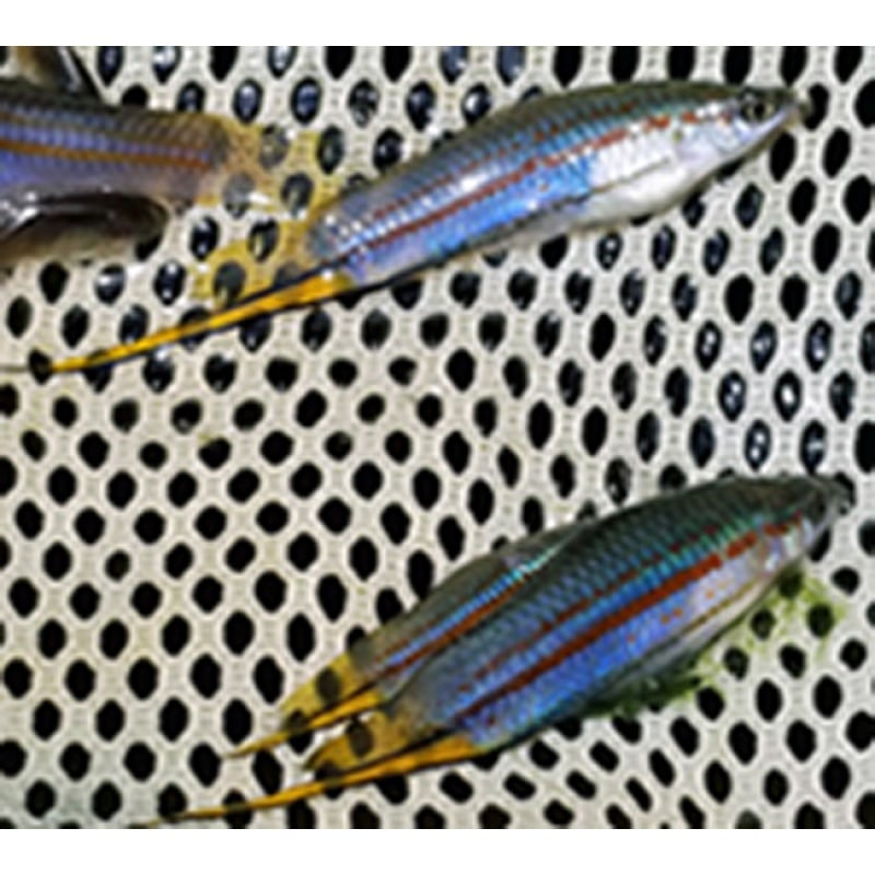 Xiphophorus clemenciae, Puente Chin Luis   7 juvs