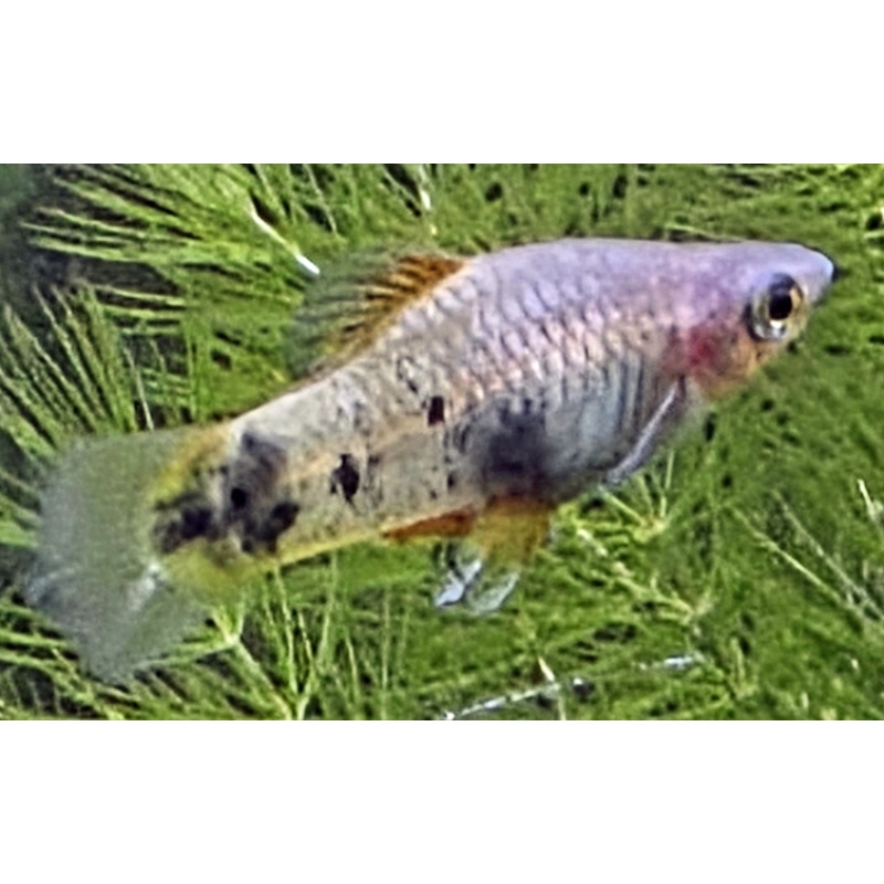 Xiphophorus maculatus Rio Grijalva Red from Rusty