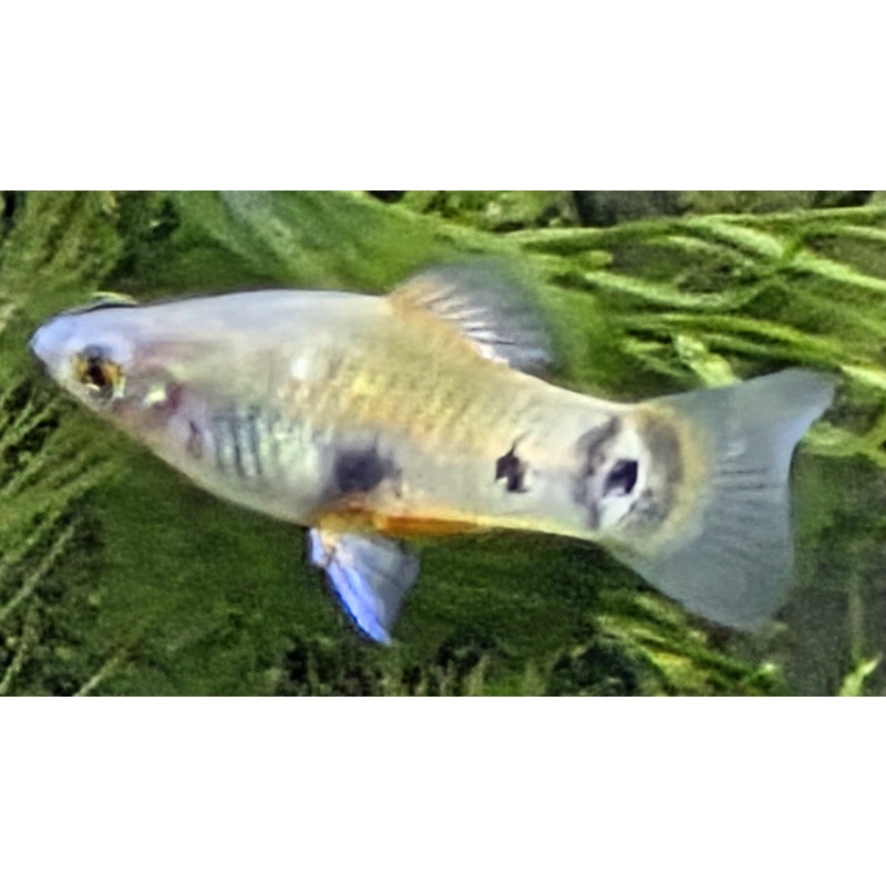 Xiphophorus maculatus Rio Grijalva Red from Rusty