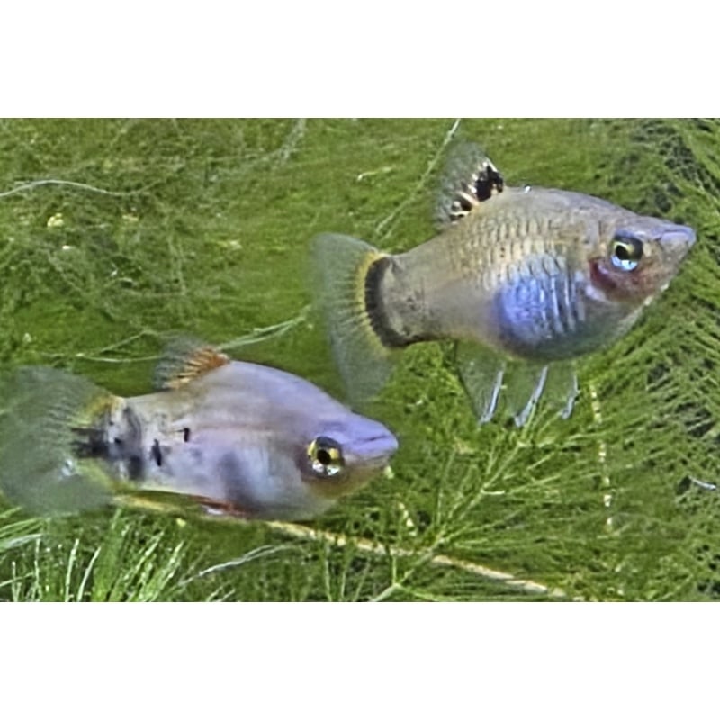 Xiphophorus maculatus Rio Grijalva Red from Rusty