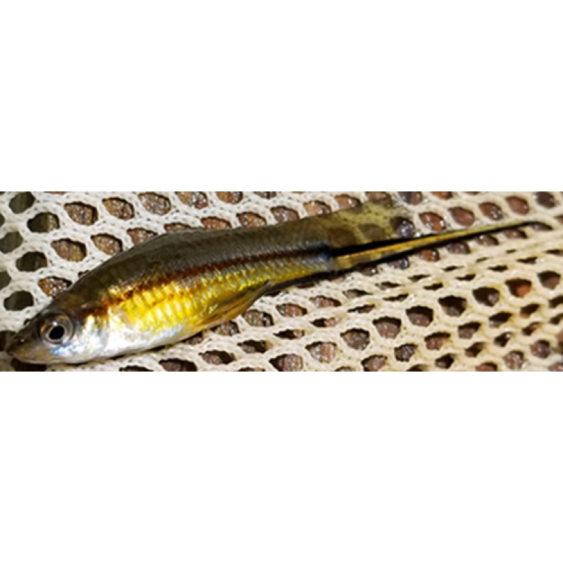 Xiphophorus kallmani, the Catemaco Sword, 7 juvs unsexable