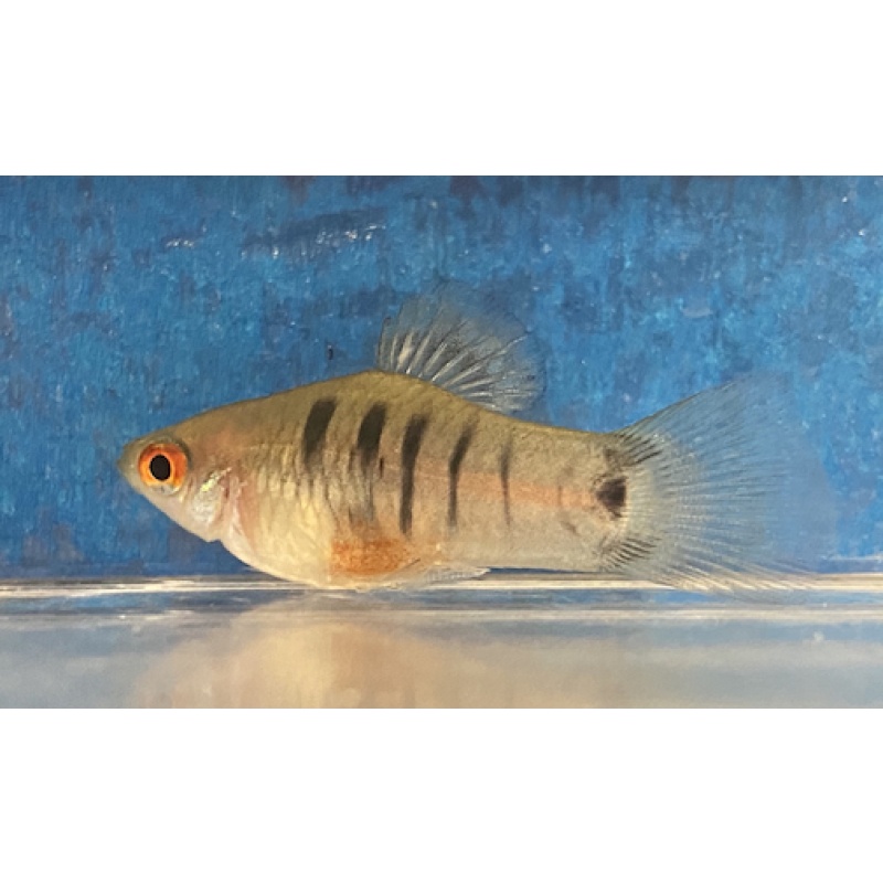 X. maculatus Papalaopan