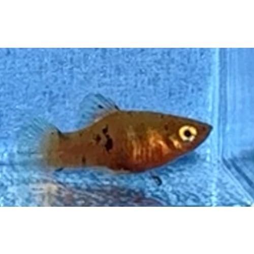 X. maculatus Tabasco Red