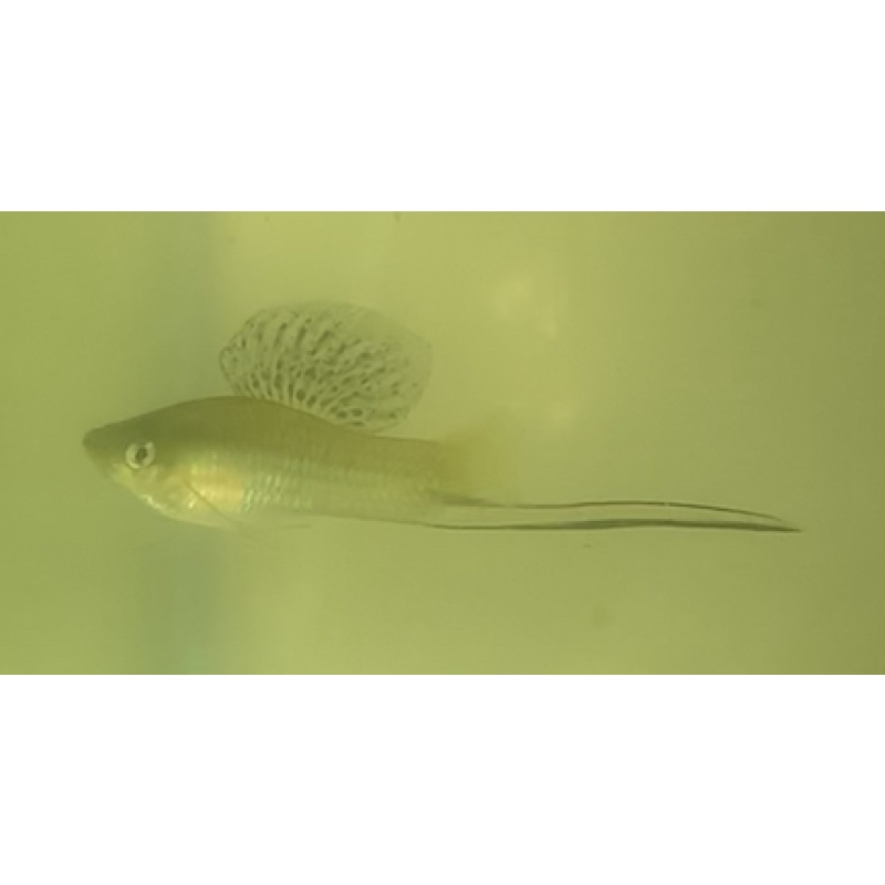 X. montezumae capuchin